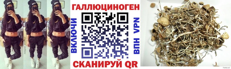 Галлюциногенные грибы Psilocybe  наркошоп  darknet как зайти  Вольск  блэк спрут ссылка 